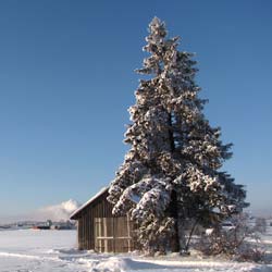 picea excelsa